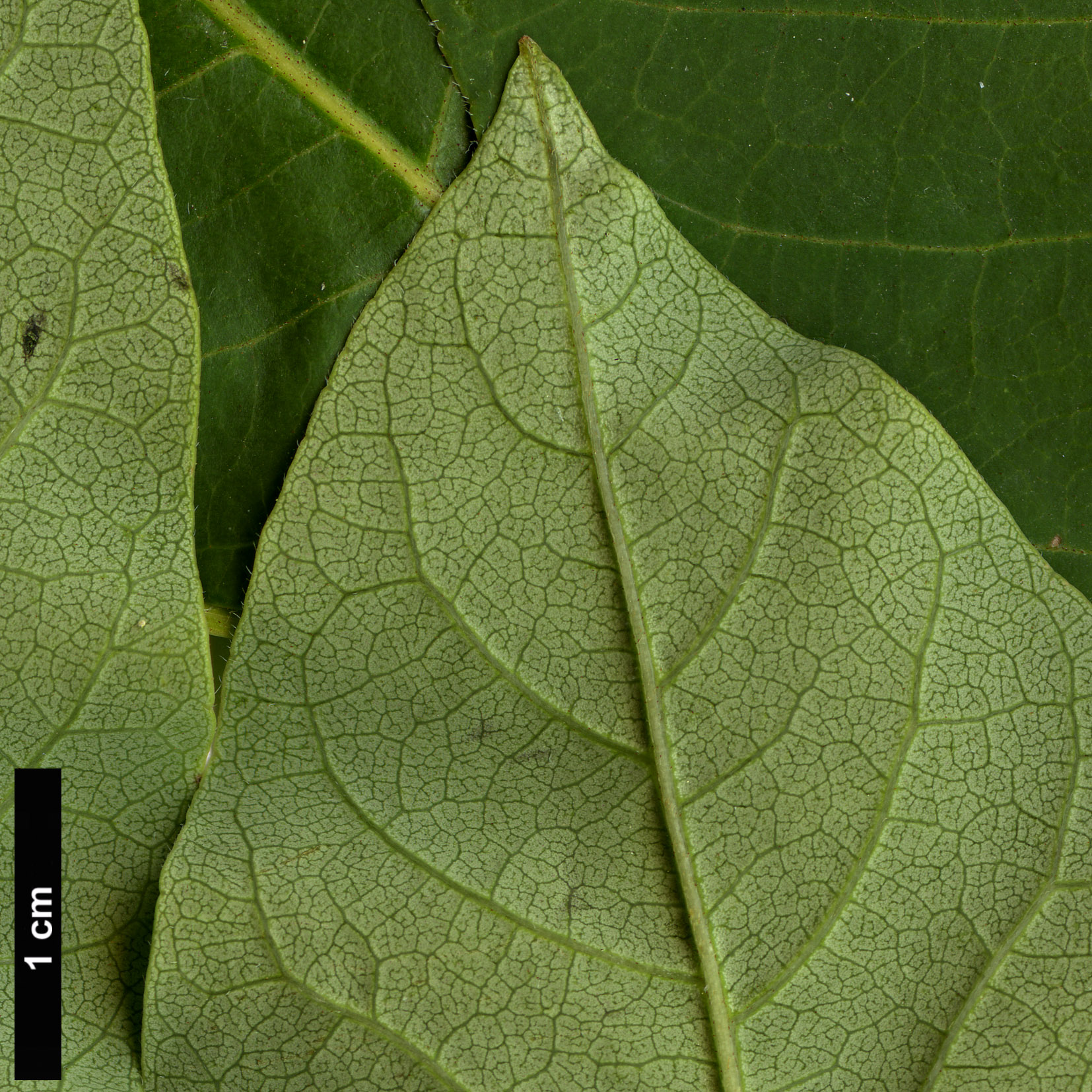 High resolution image: Family: Rutaceae - Genus: Phellodendron - Taxon: amurense - SpeciesSub: var. sachalinense